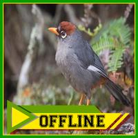 Suara Burung Poksay Offline untuk Poksay Bahan Affiche