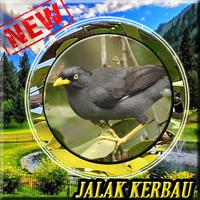 Poster Ocehan Jalak Kerbau Mp3