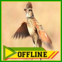 Suara Burung Branjangan Offline 2018 Affiche