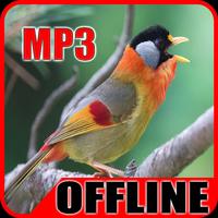 Suara Burung Panca Warna Affiche