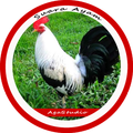 Suara Ayam Mp3 Offline