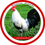 Suara Ayam أيقونة
