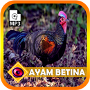 Suara Ayam Hutan Betina APK