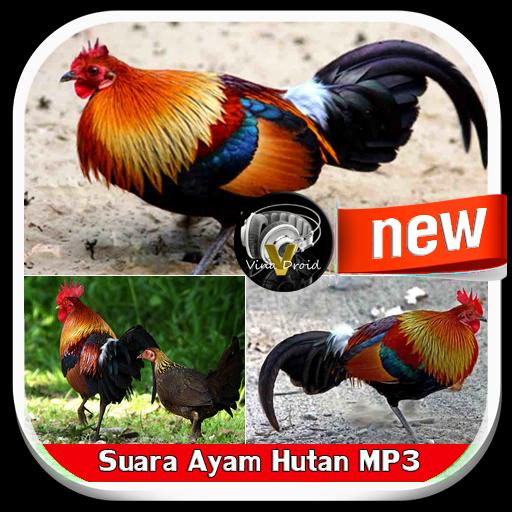 Chicken Sound mp3 APK voor Android Download