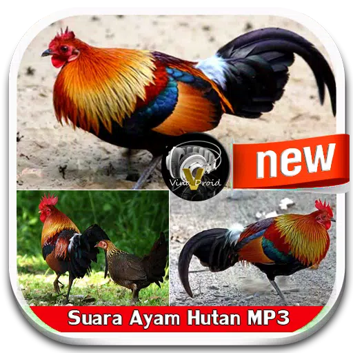 Chicken Sound mp3 APK for Android Download
