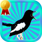 Masteran Burung Kacer Poci icon