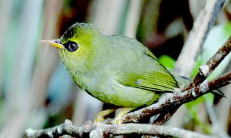 Masteran Burung Opior capture d'écran 1