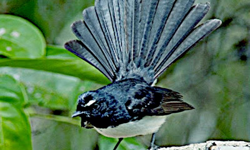 5000+ Gambar Burung Sikatan HD Paling Baru 5000+ Gambar Burung Sikatan HD Paling Baru