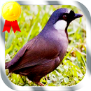 Suara Burung Poksay Mandarin APK