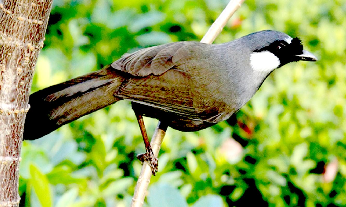Download Gambar Burung Poksay Mandarin ~ Downloadjpg