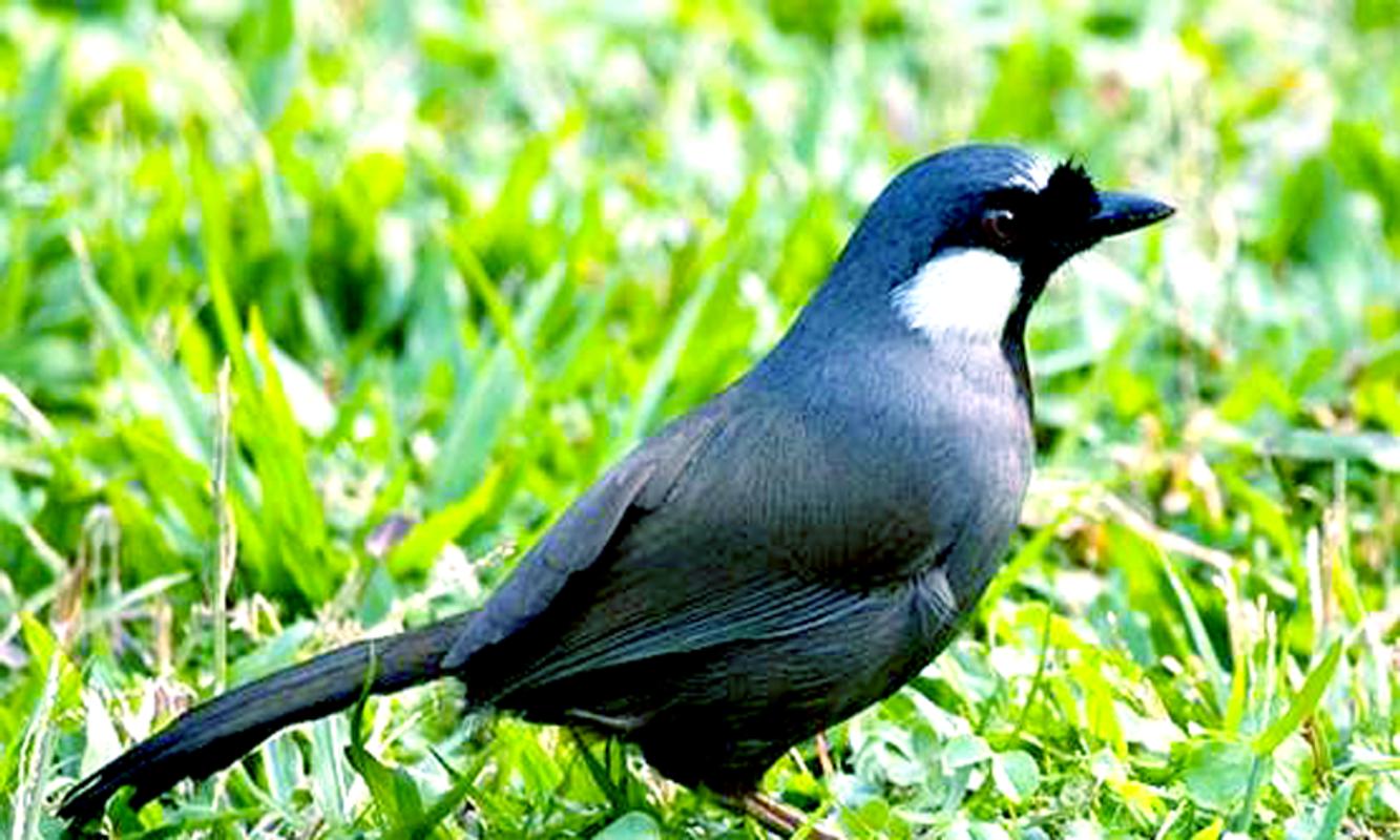 Download Gambar Burung Poksay Mandarin ~ Downloadjpg