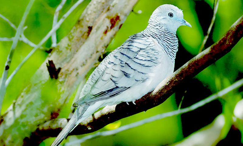 Suara Burung Perkutut Bangkok For Android Apk Download