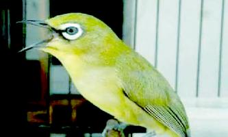 Masteran Burung Pleci Lombok 海报