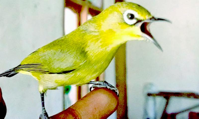 Masteran Burung Pleci Lombok Pour Android Telechargez L Apk