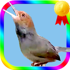 Icona Masteran Burung Prenjak Lumut