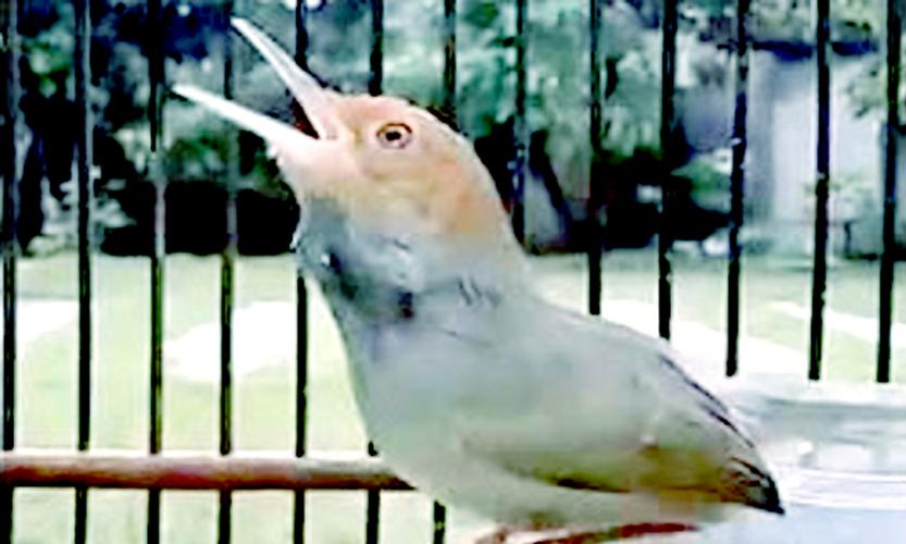 Masteran Burung Prenjak Lumut For Android Apk Download