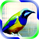 Masteran Burung Trucuk APK