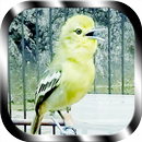 Kicau Burung Cipoh APK