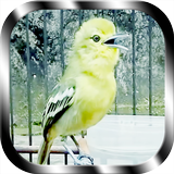 Kicau Burung Cipoh icon