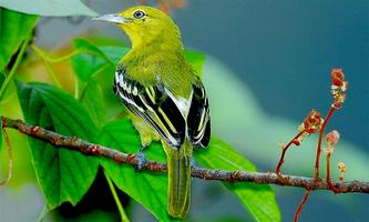 2 Schermata Kicau Burung Cipoh