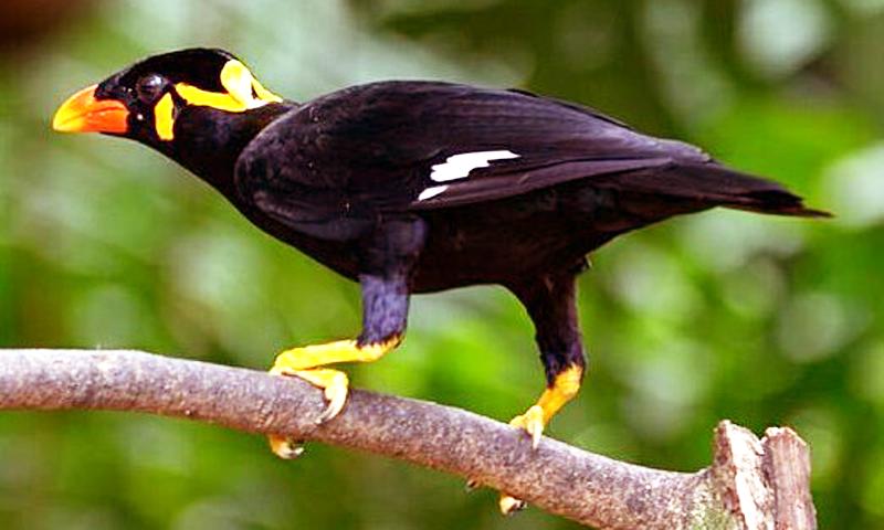 Kicau Burung Beo For Android Apk Download