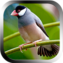 Kicau Burung Gelatik APK