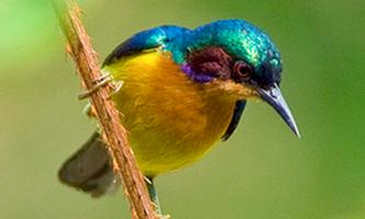 Kicau Burung Kolibri تصوير الشاشة 3