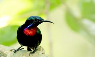 Kicau Burung Kolibri تصوير الشاشة 1