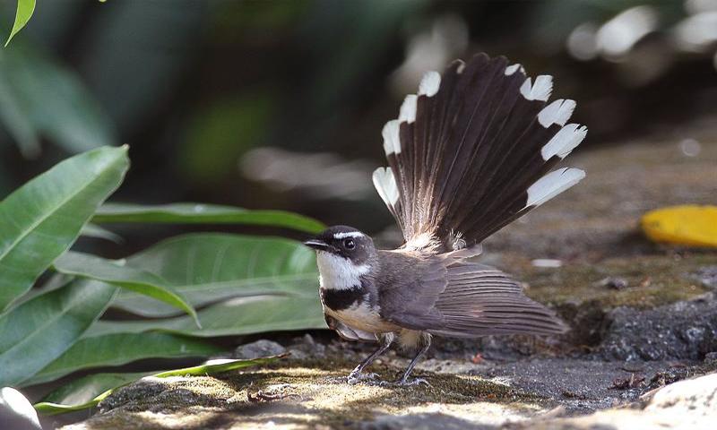 5000+ Gambar Burung Sikatan HD Paling Baru 5000+ Gambar Burung Sikatan HD Paling Baru