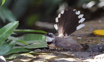 Kicau Burung Sikatan capture d'écran 2