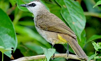 Kicau Burung Trucukan capture d'écran 1