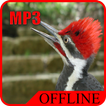 Kompilasi Suara Burung Pelatuk Gacor Offline