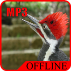 Kompilasi Suara Burung Pelatuk Gacor Offline icône