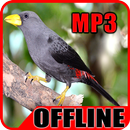 Suara Burung Jalak Rio Rio Offline APK