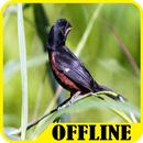 Suara Burung Towa Towa Offline APK