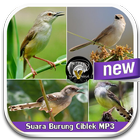 Sound Of Bird Ciblek Mp3 icône