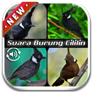 Sound Of Bird Cililin Mp3 APK