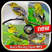 Sound Of Bird Cipoh Mp3 screenshot 3