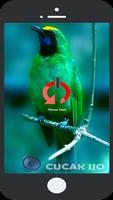 Voice of Bird Cucak Ijo Offline plakat