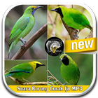 Sound Of Bird Cucak Ijo Mp3 ikona