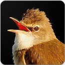 Suara Burung Cucak Jenggot: Masteran Cucak Jenggot APK