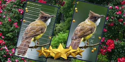 Suara Burung Cucak Jenggot: Masteran Cucak Jenggot screenshot 1