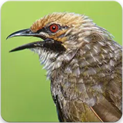 Baixar Suara Burung Cucak Rowo : Master Cucak Rowo APK