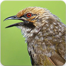 Suara Burung Cucak Rowo : Master Cucak Rowo APK