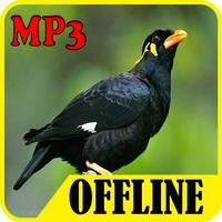 Suara Burung Beo screenshot 1