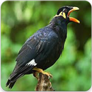 Kicau Burung Beo Master : Suara Burung Beo Gacor APK
