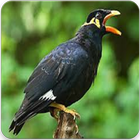Kicau Burung Beo Master : Suara Burung Beo Gacor ícone