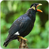 Kicau Burung Beo Master : Suara Burung Beo Gacor icône