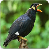 Kicau Burung Beo Master Suara Burung Beo Gacor For Android Apk