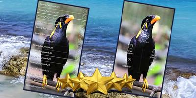 Kicau Burung Beo Master : Suara Burung Beo Gacor imagem de tela 1